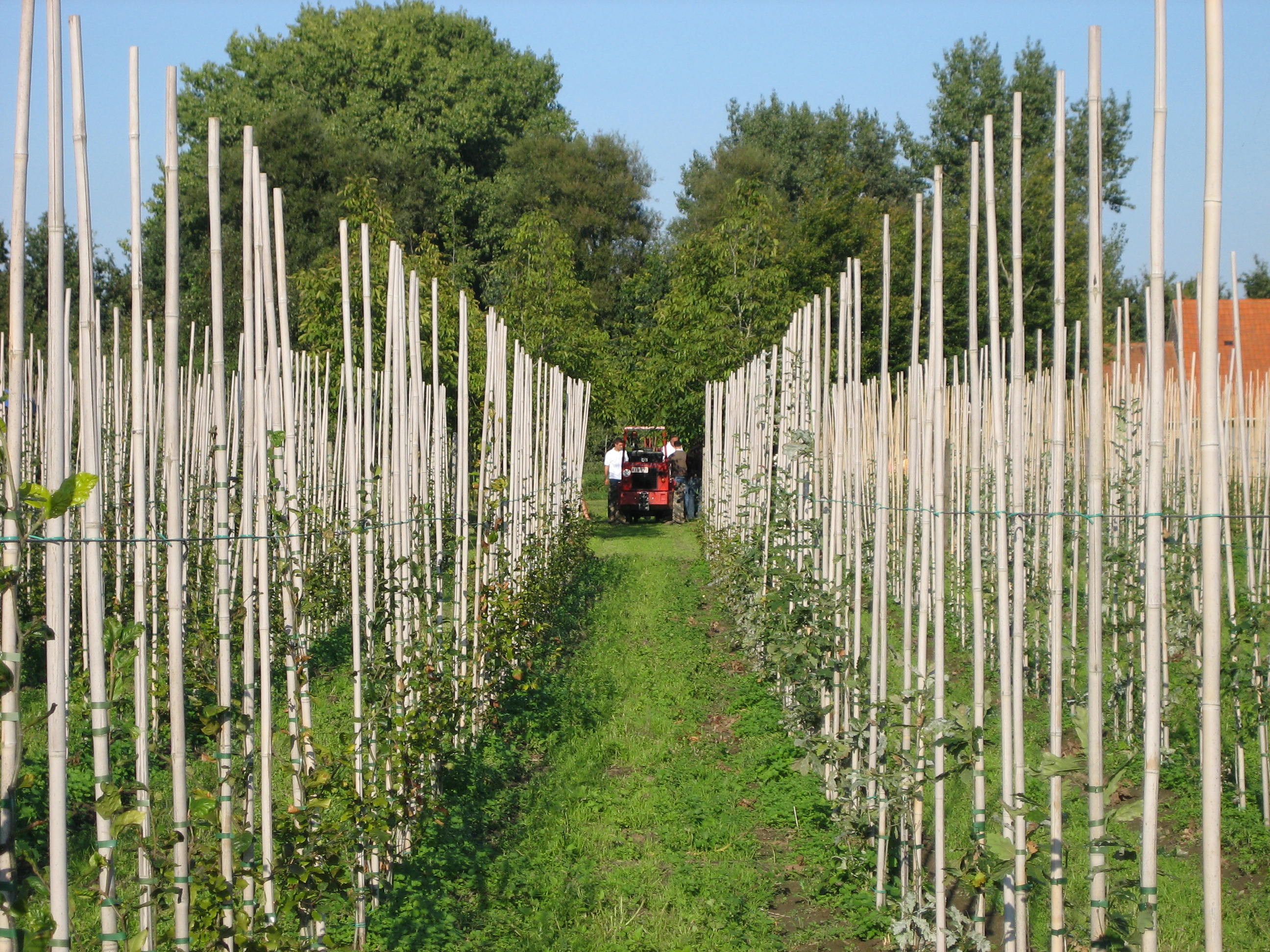 tree-nursery-horticulture